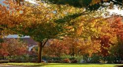 Image of fall foliage on campus.